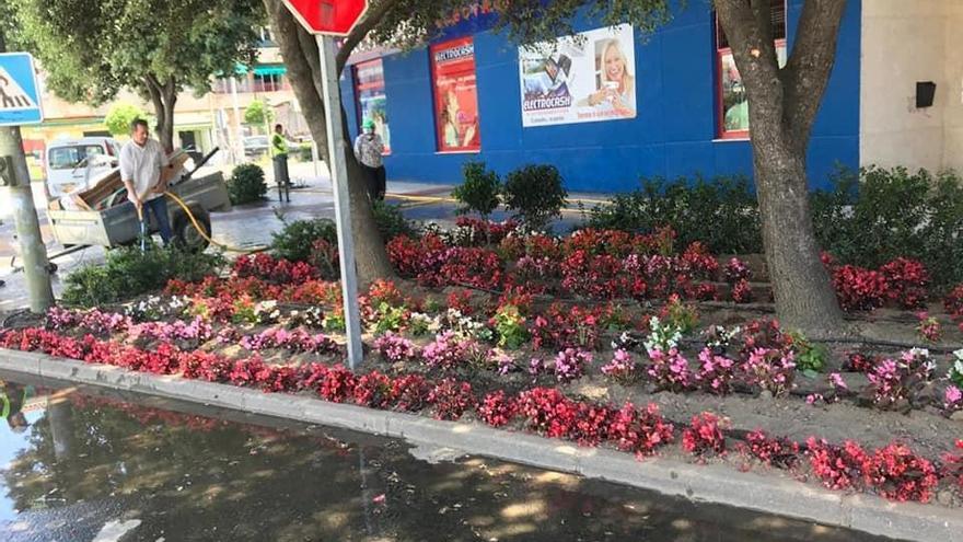 Moraleja quiere animar a sus vecinos con 1.500 plantas de colores