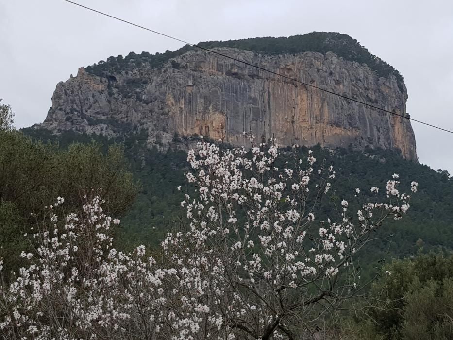 Los primeros almendros en flor, en Alaró