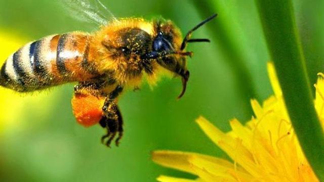 Una abeja.