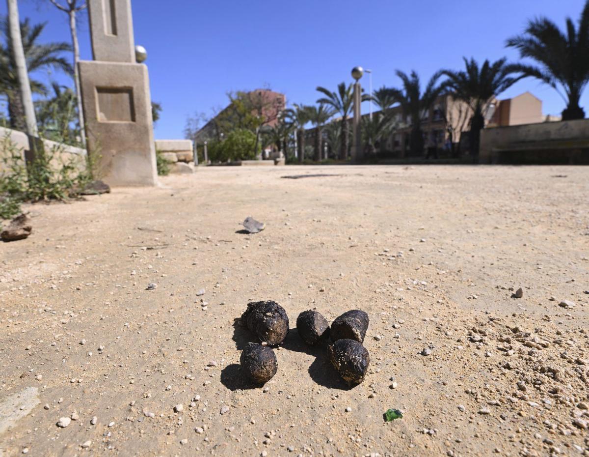 Excrementos de una mascota en un parque de Elche, que es lo que quiere combatir la nueva ordenanza de convivencia. | FIRMA DE FOTO