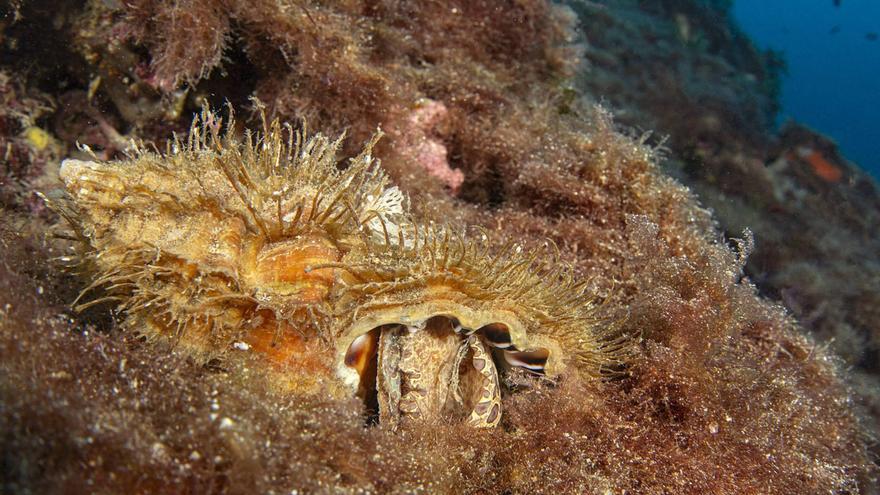 La maldición del tritón