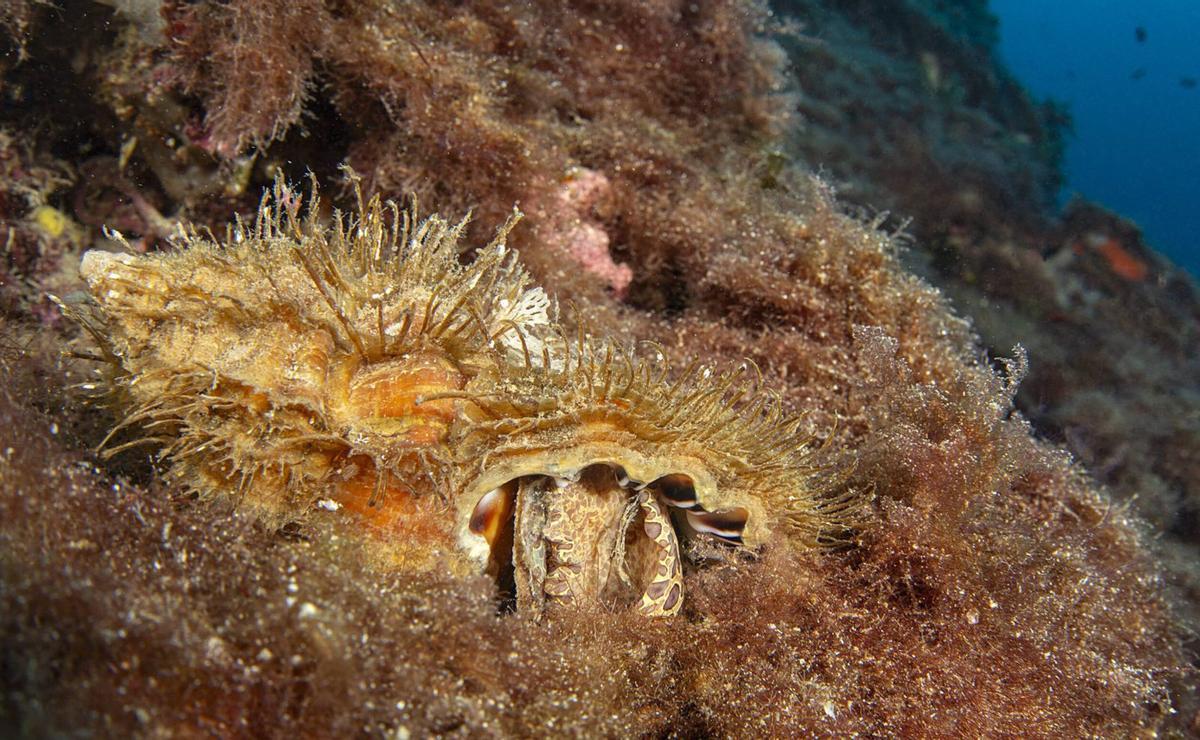 La maldición del tritón