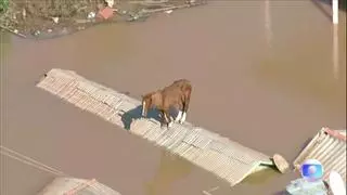 Angustioso rescate de un caballo en Brasil tras quedar atrapado en un tejado