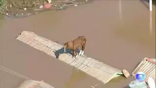 Insólita imagen de un caballo sobre un tejado en Brasil tras las fuertes inundaciones