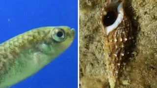 Adiós al cubo y la pala: estos son los animales que puedes buscar con los niños este verano en las playas de Murcia sin bucear