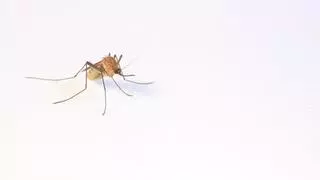 Lucha contra los mosquitos: Solicitan tratamientos aéreos en cinco municipios de Castellón