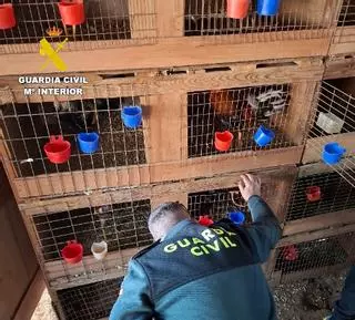 Acuden a una casa de Cullera por el olor a marihuana y encuentran también 55 gallos que se utilizaban en peleas