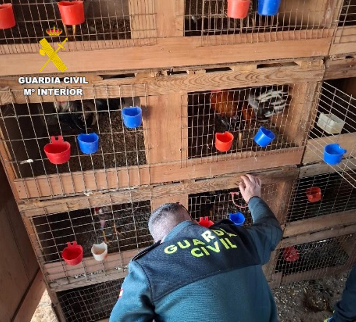 Un agente de la Guardia Civil revisa las jaulas con los gallos que presentaban heridas que se atribuyen a su participación en peleas.