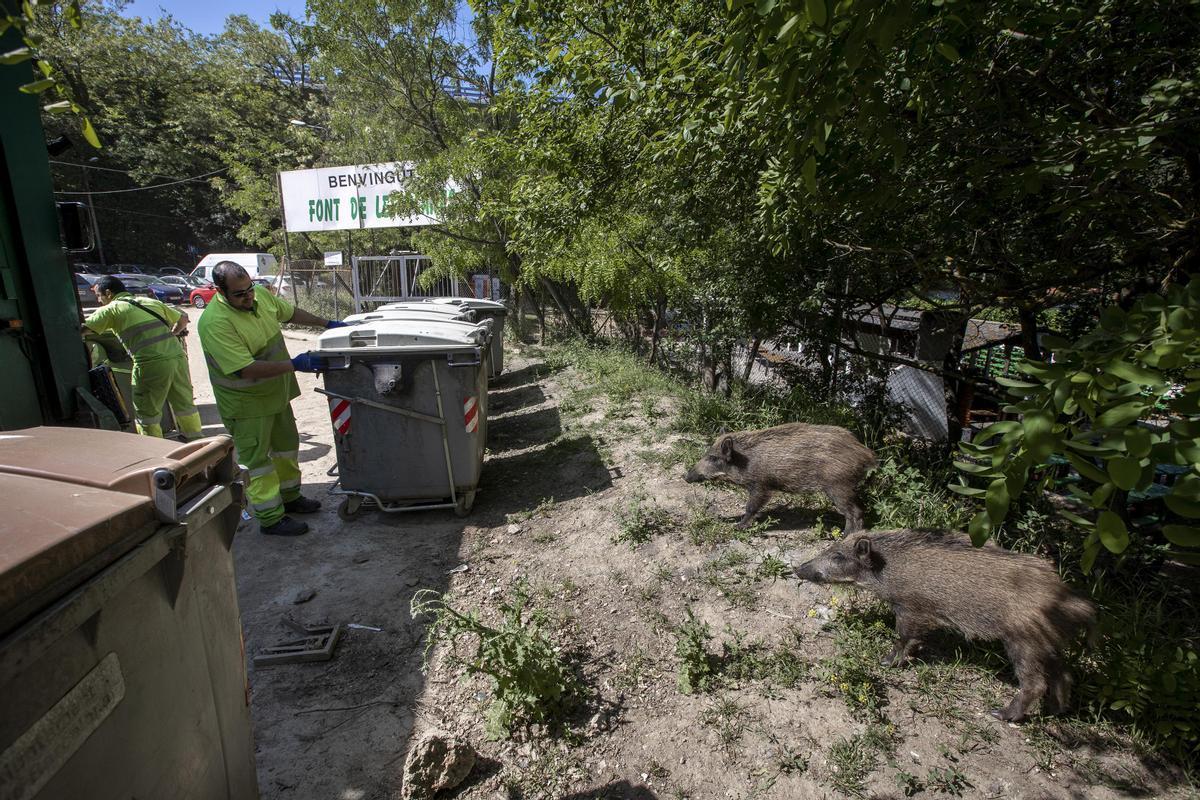Jabalíes aguardan frente a unos contenedores en Collserola, Barcelona.