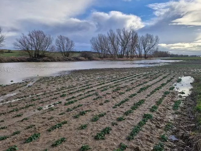 Cultivos anegados: el drama de los agricultores zamoranos