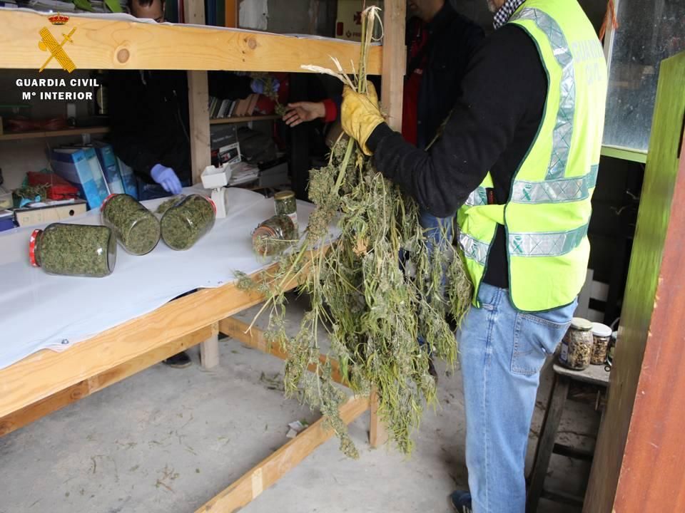 Intervenidas 141 plantas de marihuana en Villanueva de Gállego