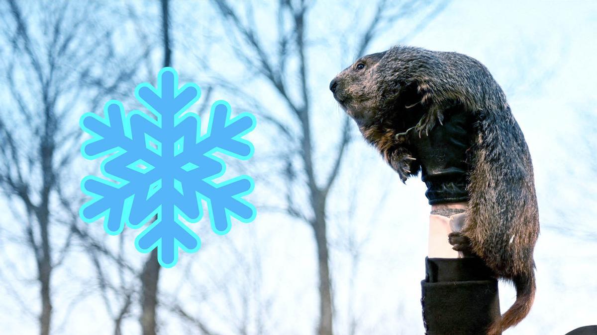 ¿Harto del frío? La marmota Phil predice cuando acabará el invierno