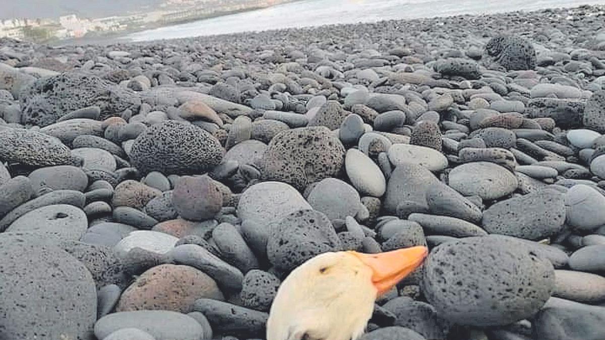 Imagen de los restos de un pato aparecidos hace unos días en la playa de La Entrada. en El Socoro, municipio de Güímar.