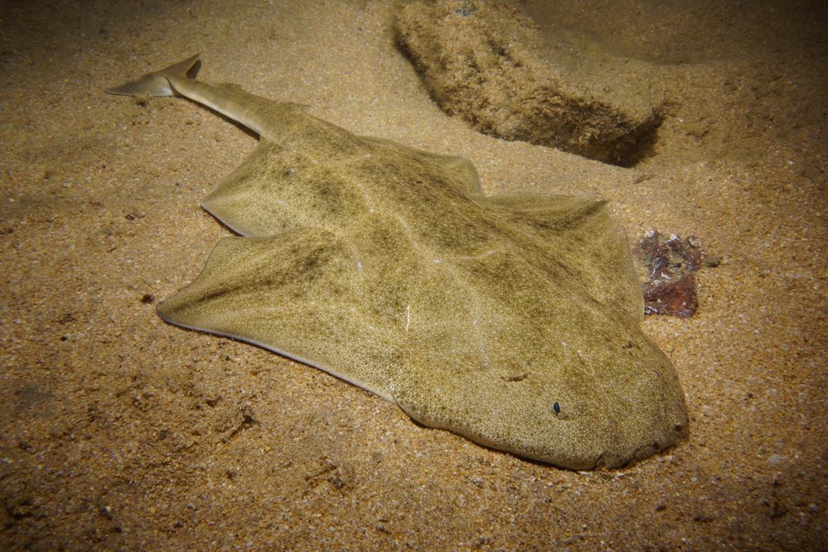 Angelote en la playa de Las Teresitas.
