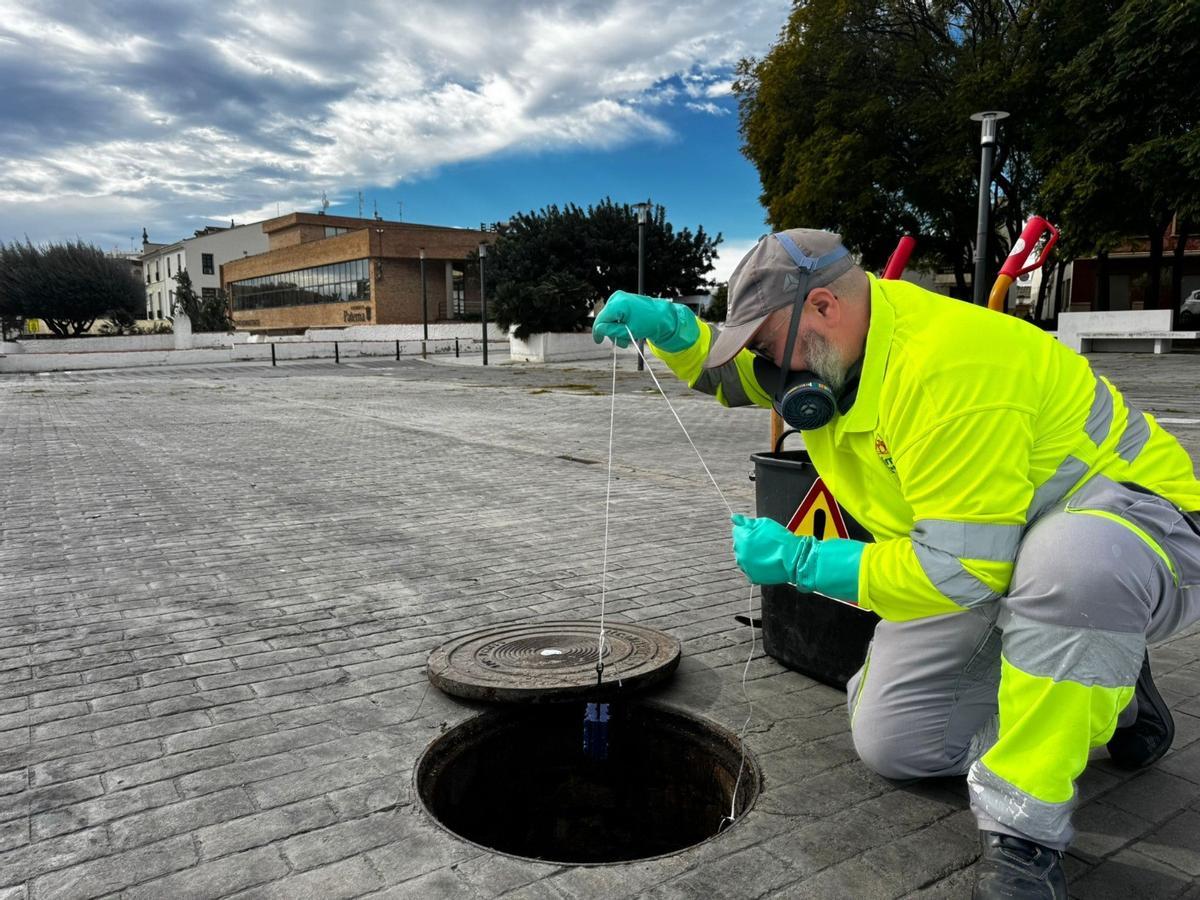 Tratamientos preventivos para el control de plagas en Paterna.