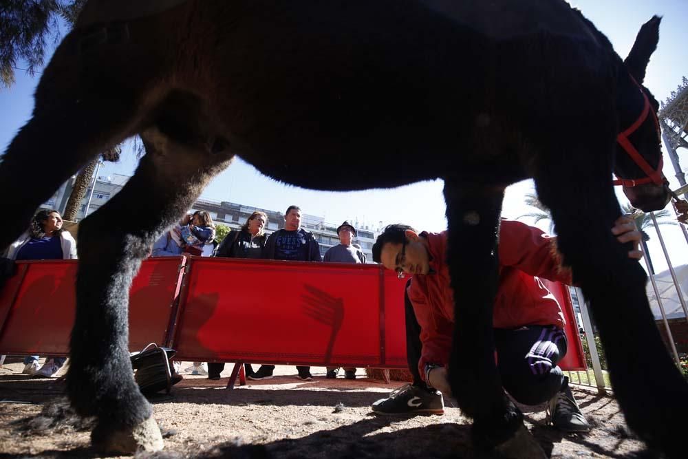 Fiesta de los oficios y tradiciones del caballo en Córdoba