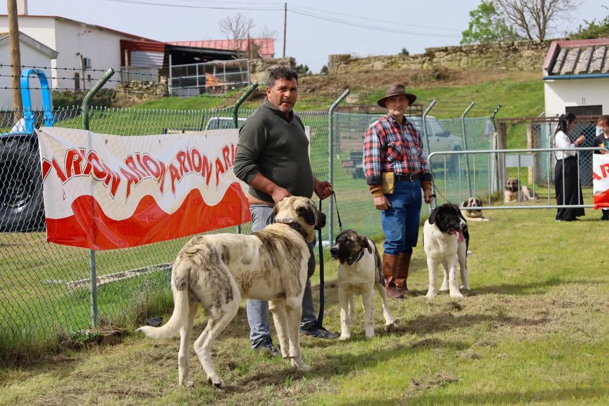 GALERÍA | Miranda do Douro exhibe carne de alta calidad