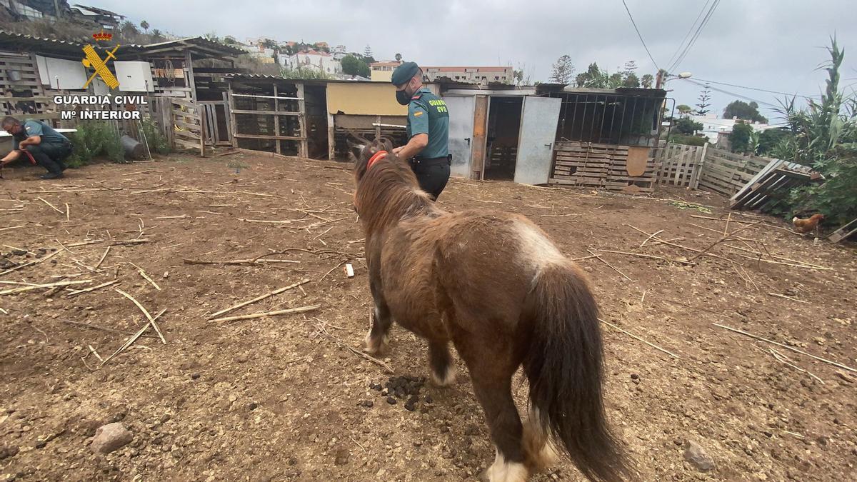 Un guardia civil auxiliando al poni.