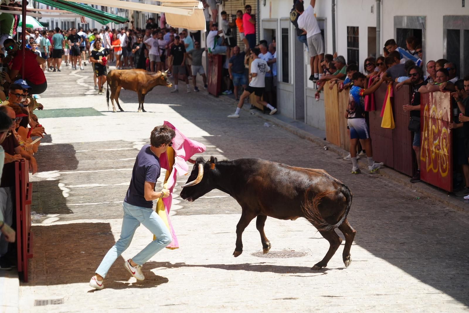 Gran ambiente, numeroso público y emoción en los encierros taurinos de El Viso