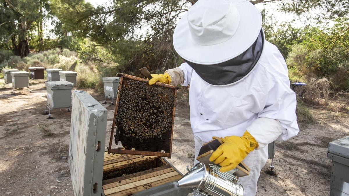 Un apicultor de la provincia de Alicante cuidando de sus abejas.