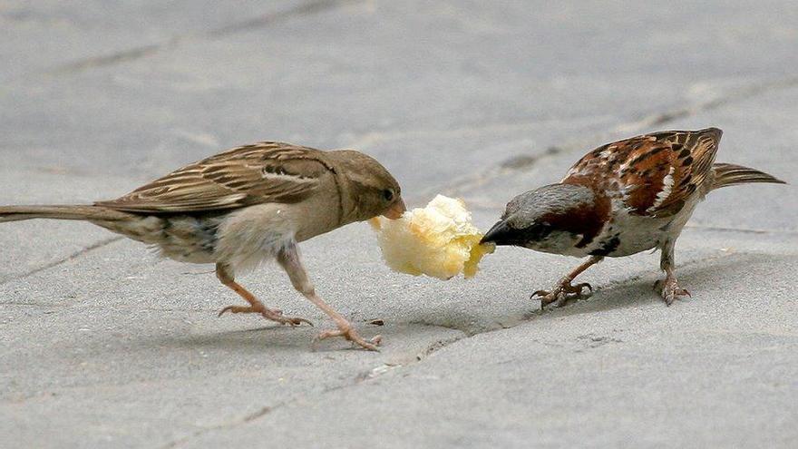 ¿Quieres conocer las aves que pueblan San Agustín?