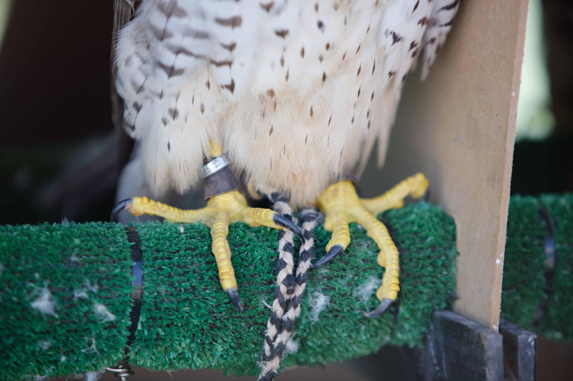 Halcones contra torcaces en Ibiza