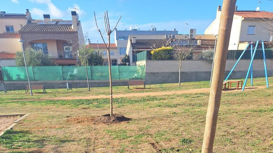 Noves espècies plantades al Parc de la Tirolina de Llagostera