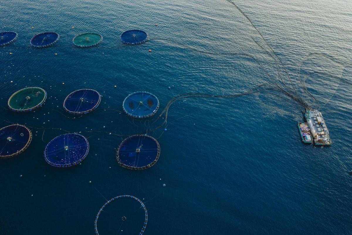 Casi 16.000 toneladas de peces se cultivaron en 2023