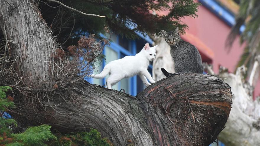 Dos gatos en un árbol.