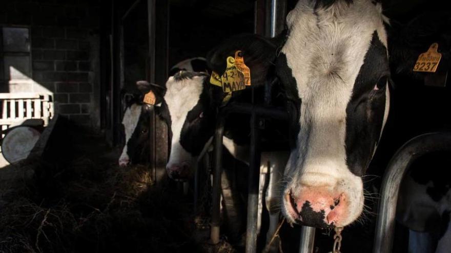 Varias vacas en una ganadería de Salas.