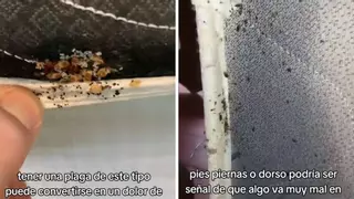Estas son las 7 señales de que hay un nido de chinches en el colchón según los expertos en limpieza del hogar