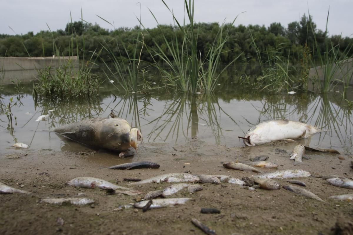 La mancha de orujo deja cientos de peces muertos en el Guadalquivir.