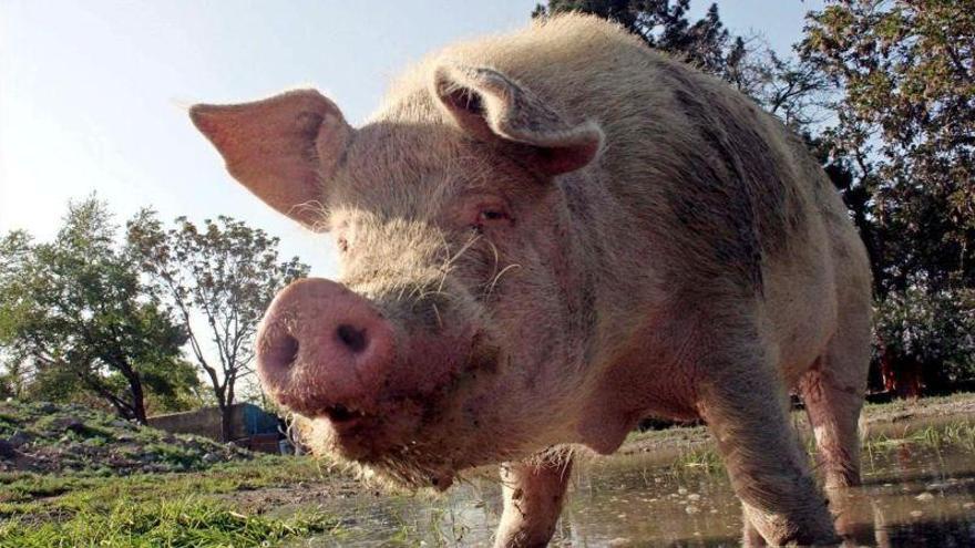 ¿Humanos con corazón de cerdo? Un estudio en simios plantea los límites