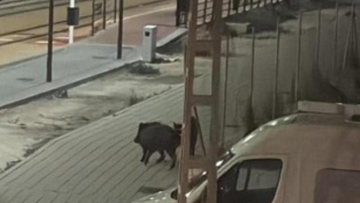 Los jabalíes ya están en Alicante: así han sido vistos en el PAU 5 y Nou Nazareth