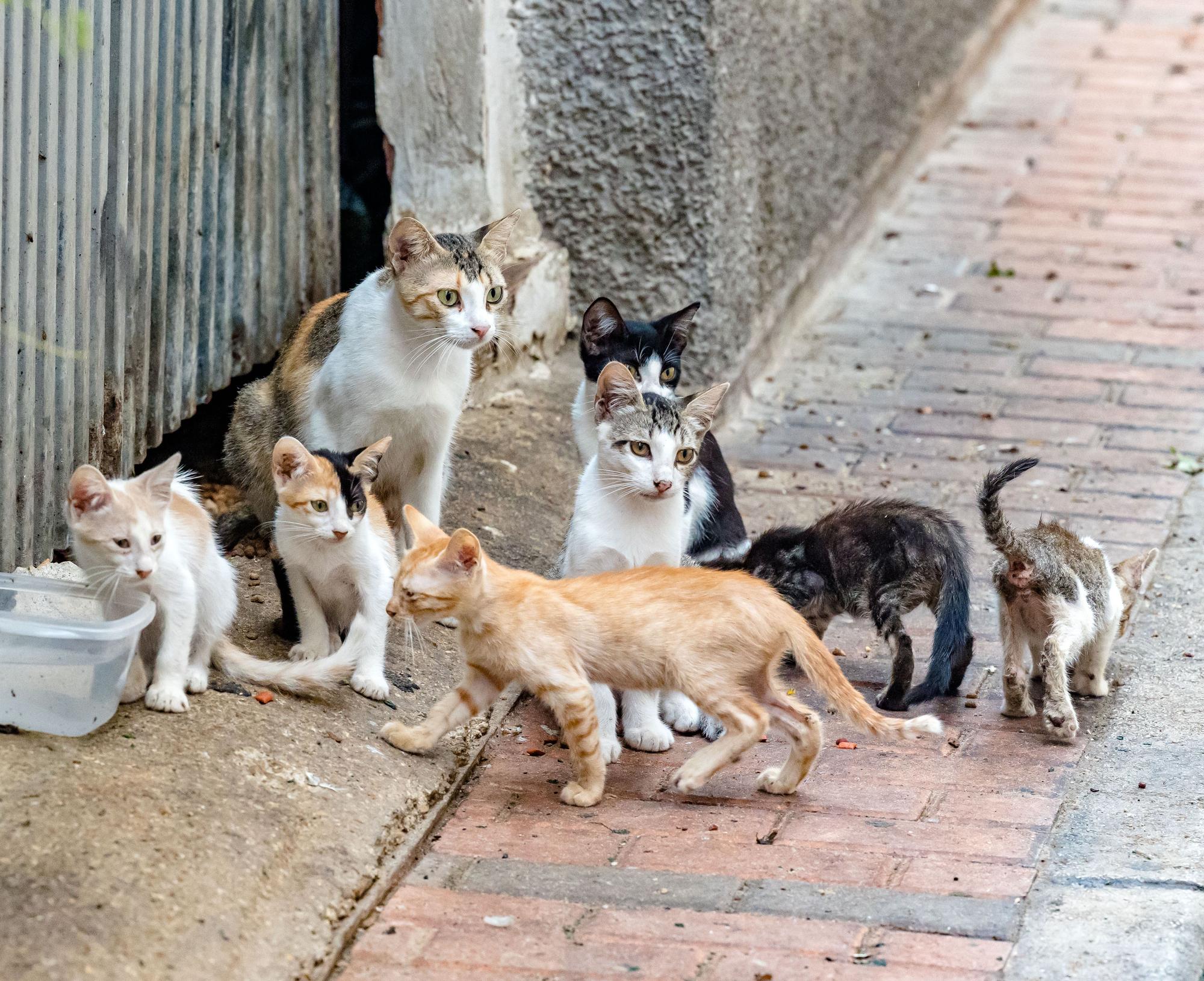 Los gatos toman las calles de Benidorm