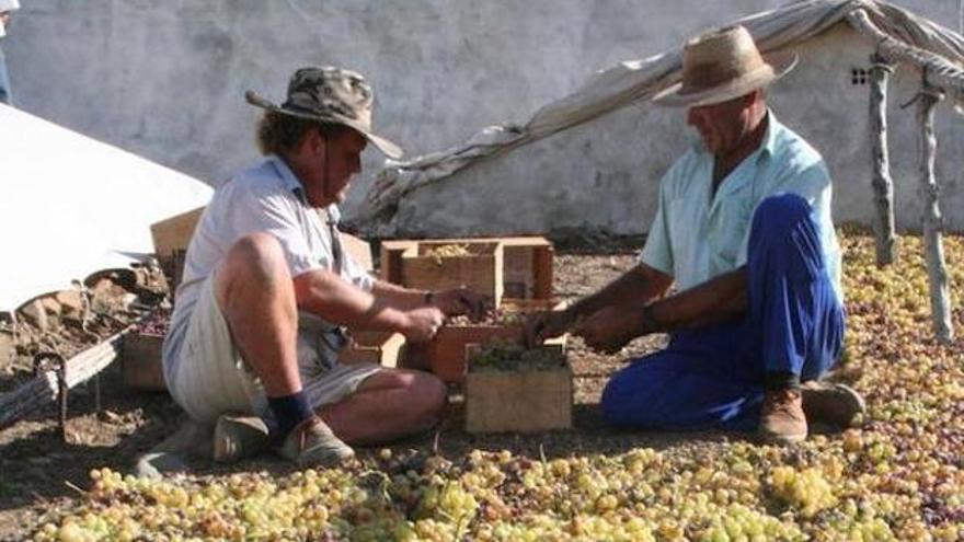 Dos agricultores disponen la uva pasa en un secadero al sol de la Axarquía