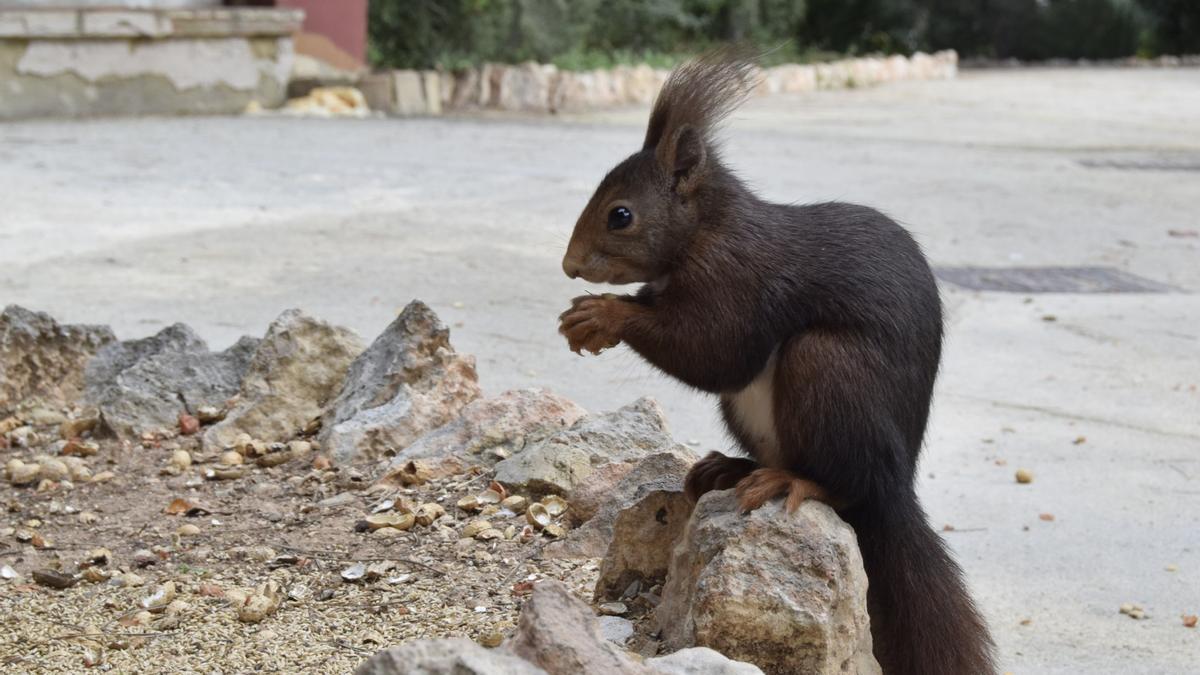 Una ardilla en un parque del municipio de Burjassot, junto a varias cáscaras de cacahuete