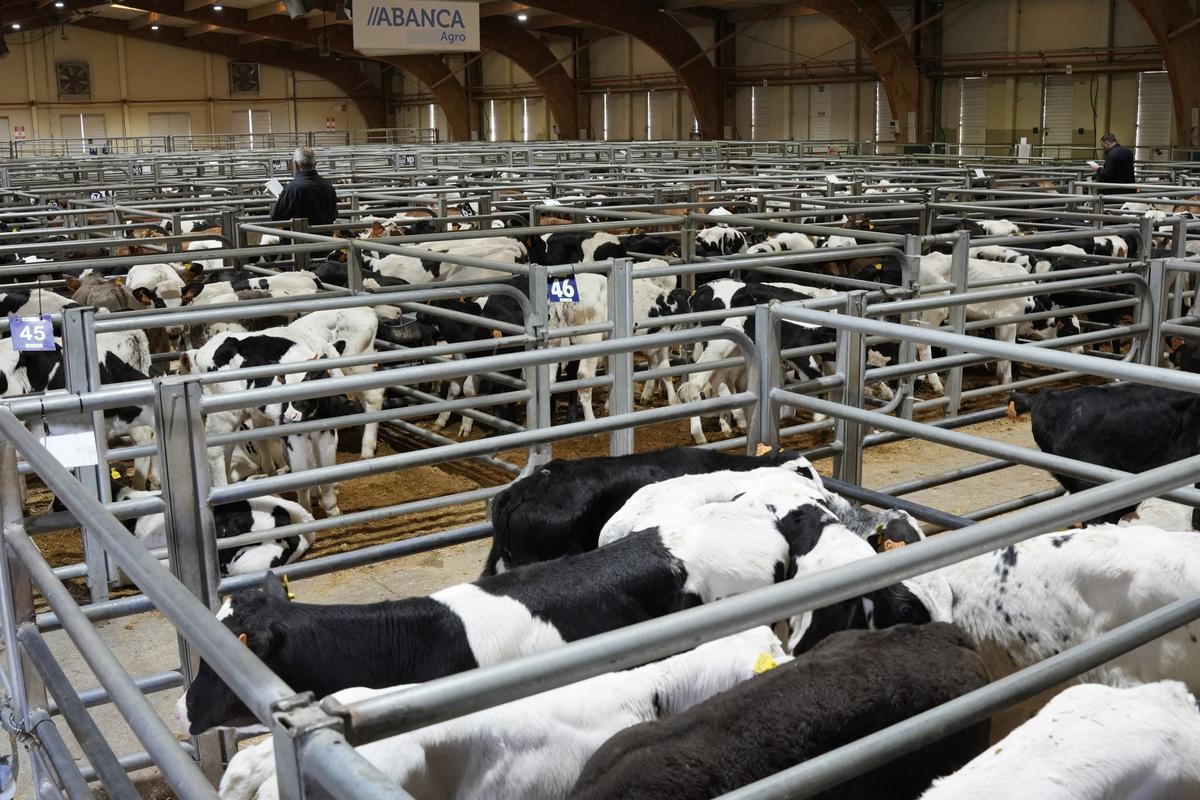 Primera subasta completamente digitalizada en la Central Agropecuaria de Galicia.