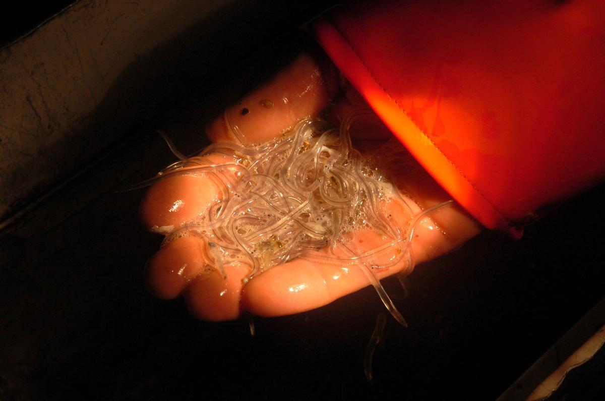 Decenas de angulas en la mano de un pescador gallego.