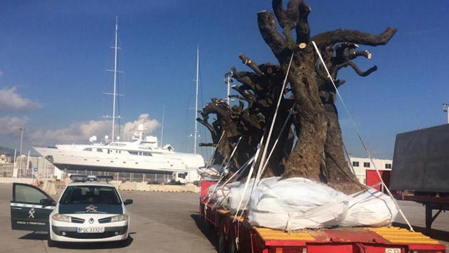 Feuerbakterium: Guardia Civil beschlagnahmt 30 Bäume vom Festland