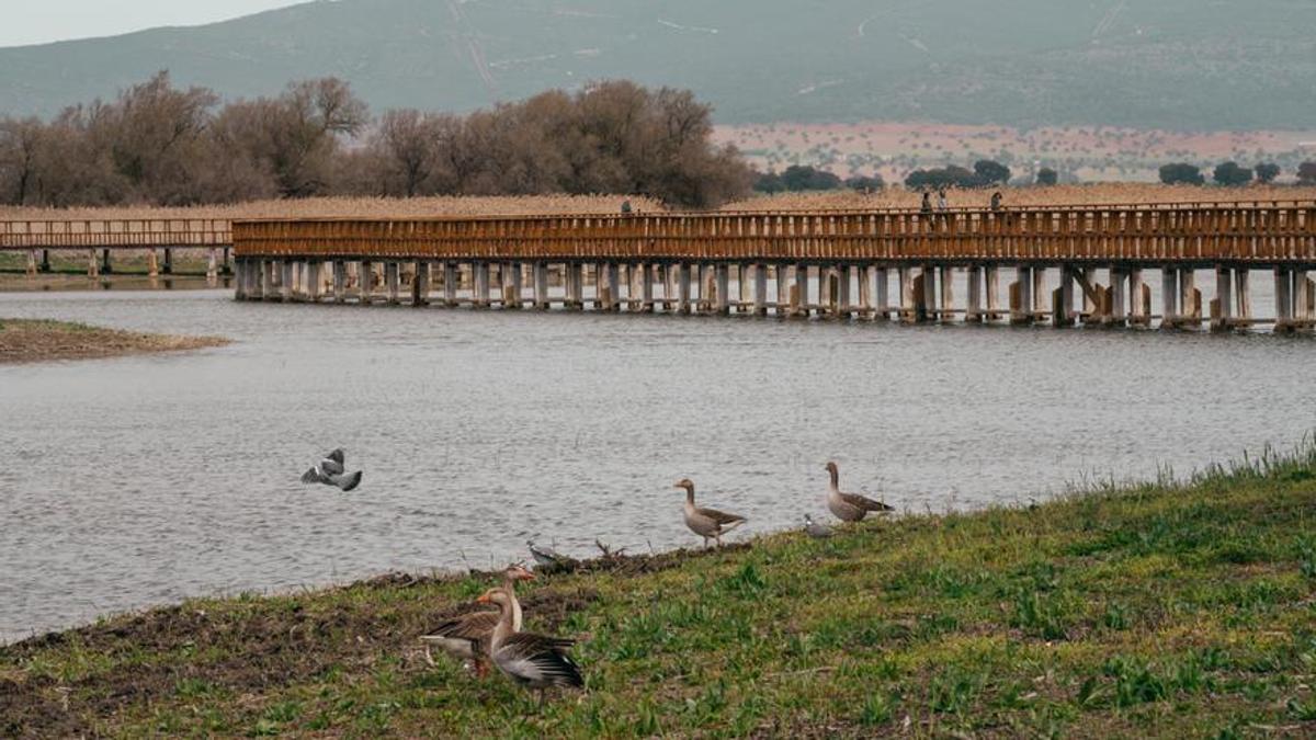 Diferentes tipos de aves en una de las zonas en la actualidad más anegadas de todo el parque.