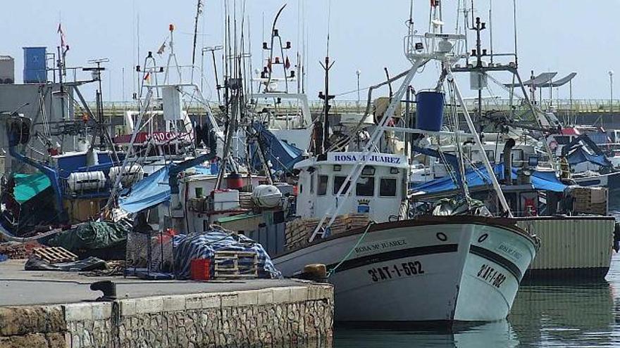 Detalle de la flota pesquera de Torrevieja, en una imagen captada ayer