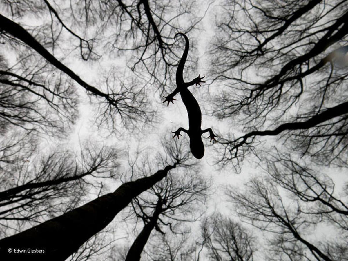 Las mejores fotos del concurso 'Wildlife Photographer of the Year'