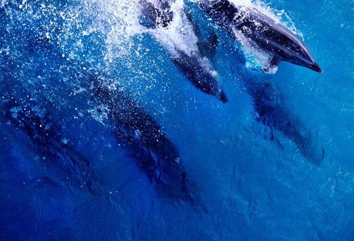 Grupo de delfines cerca del atolón.