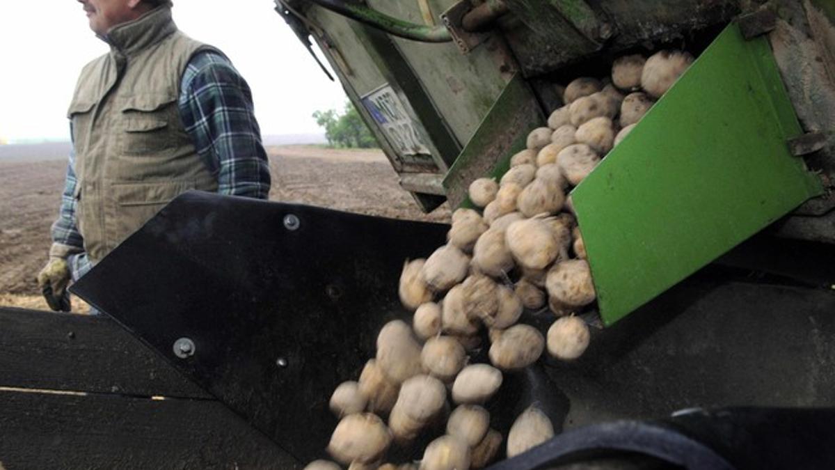 Un agricultor recolecta patatas genéticamente modificada Amflora de BASF