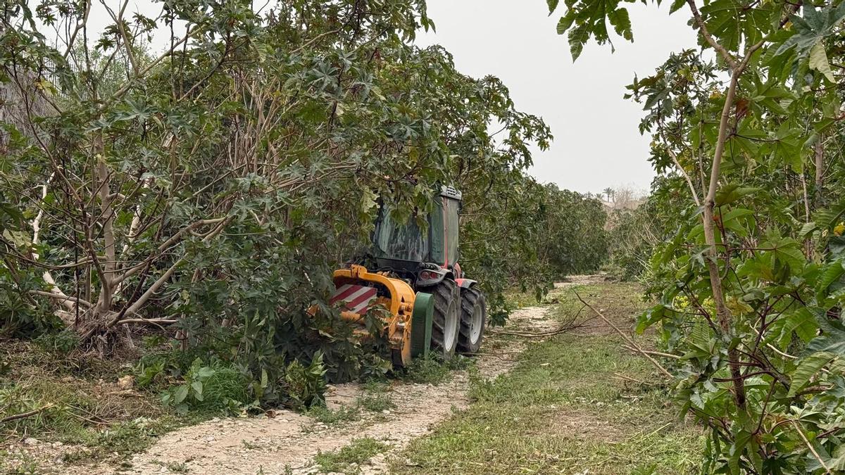Labores de desbroce este miércoles en el sendero sur de Elche