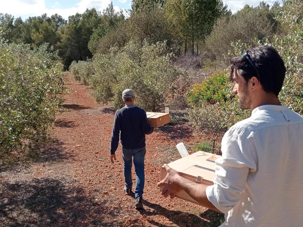 La fundación busca sinergias entre sus programas Protegim Ses Sargantanes e Ibiza Produce para promover la protección de la emblemática lagartija pitiusa