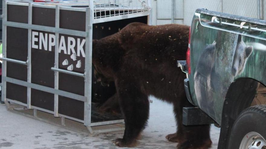 Trasladan a un oso pardo de Murcia a un santuario de animales de Alemania