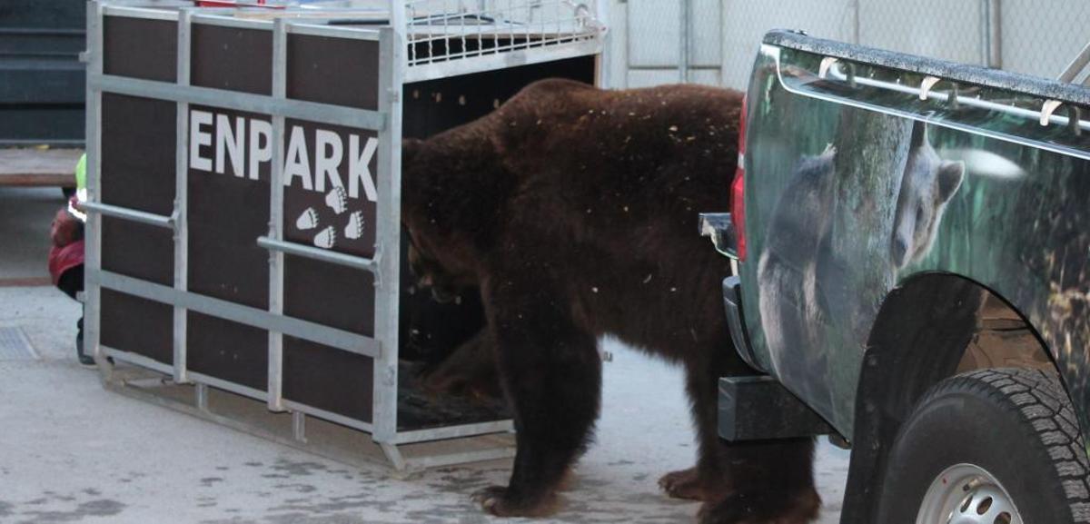El animal, saliendo de Murcia para el traslado.