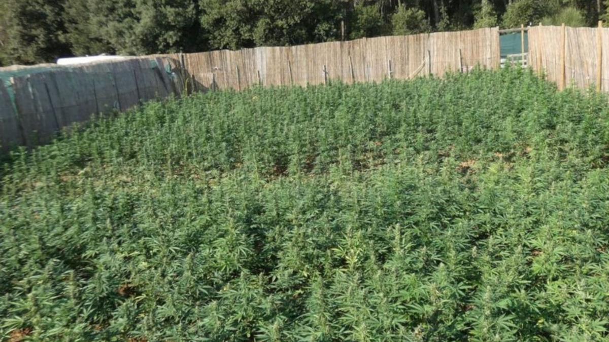 Els Mossos en una plantació de marihuana a Creixell, en una imatge d’arxiu.  | MOSSOS D’ESQUADRA